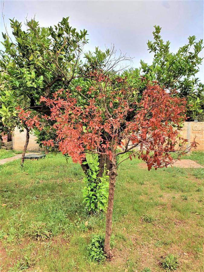 Villa nel Salento - Ampie camere e giardino, fino a 9 persone Barbarano del Capo Esterno foto